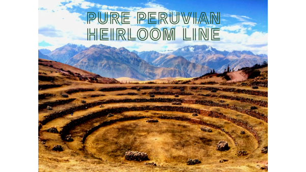 Pure Peruvian Heirloom Line